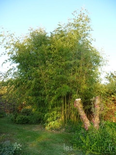 Phyllostachys arcana 07