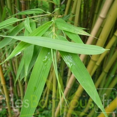 Phyllostachys arcana 08