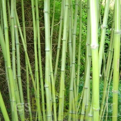 Phyllostachys arcana 09