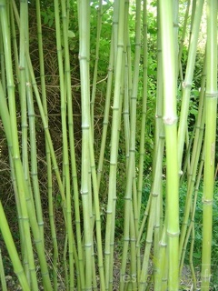 Phyllostachys arcana 09