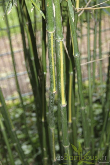 Phyllostachys arcana luteosulcata 3280