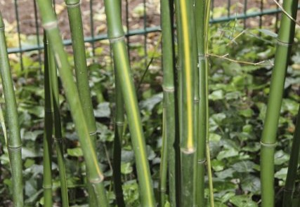 Phyllostachys arcana luteosulcata 3281