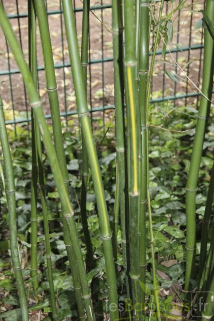Phyllostachys arcana luteosulcata 3281
