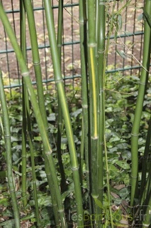 Phyllostachys arcana luteosulcata 3281