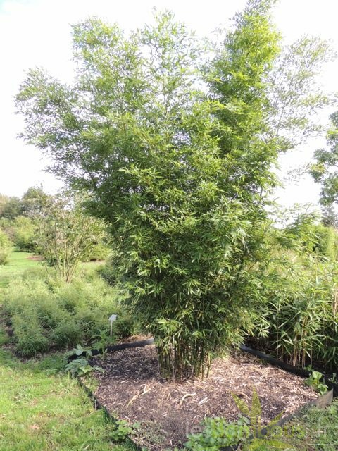 Phyllostachys arcana luteosulcata 469
