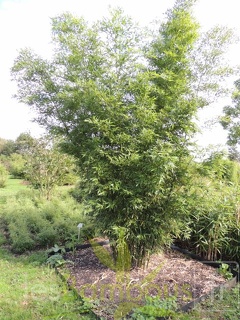 Phyllostachys arcana luteosulcata 469