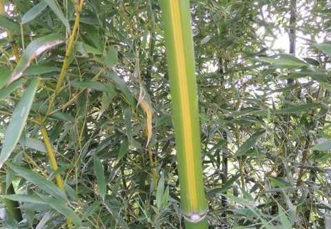 Phyllostachys arcana luteosulcata 470