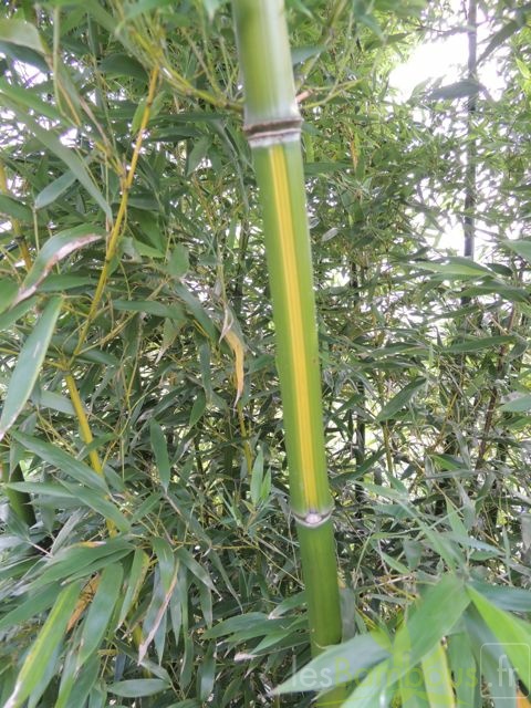 Phyllostachys arcana luteosulcata 470