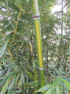 Phyllostachys arcana luteosulcata 470