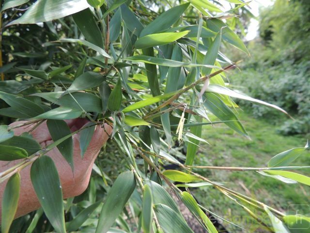 Phyllostachys arcana luteosulcata en fleur 0471