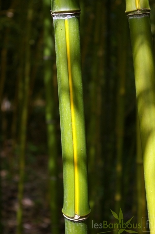 ph arcana luteosulcata