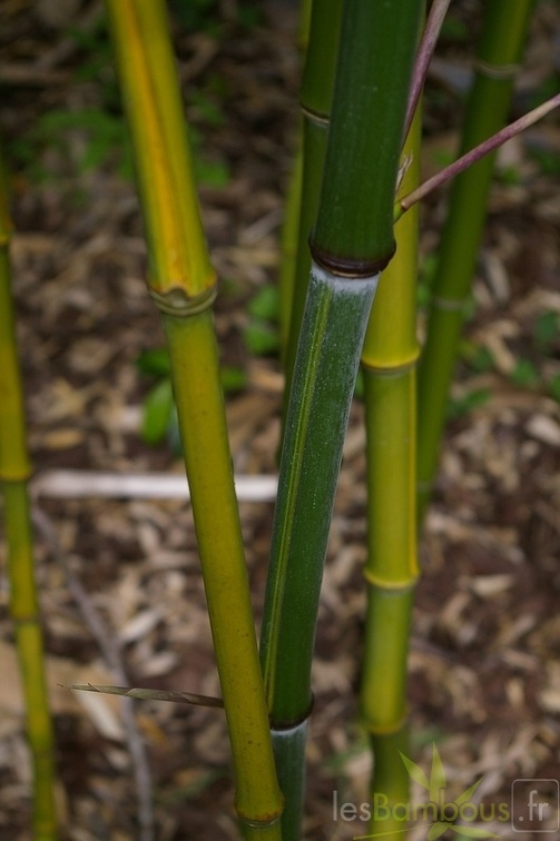 ph arcana luteosulcata 2