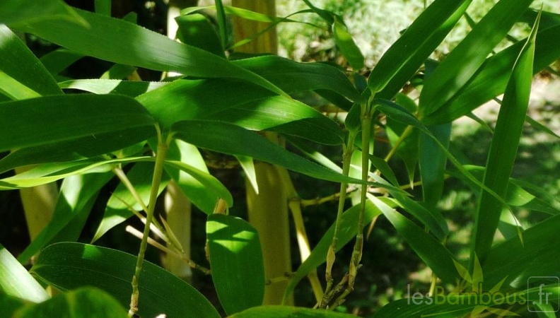 Phyllostachys_atrovaginata_037.JPG