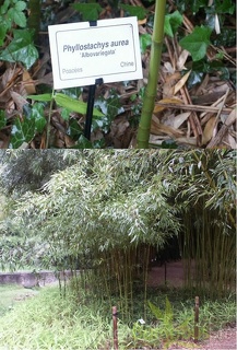 Phyllostachys aurea albovariegata