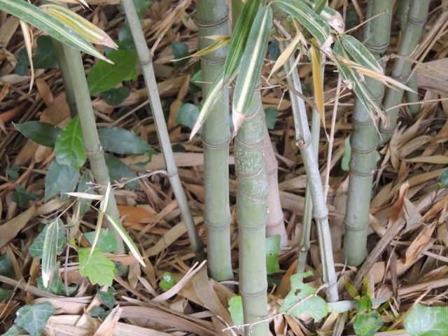 Phyllostachys aurea albovariegata4