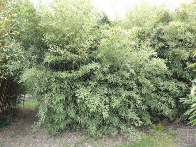 Phyllostachys aurea albovariegata 02