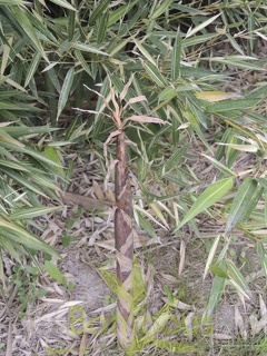 Phyllostachys aurea albovariegata turion2