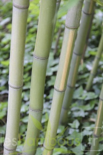 Phyllostachys aurea flavescens inversa chaume