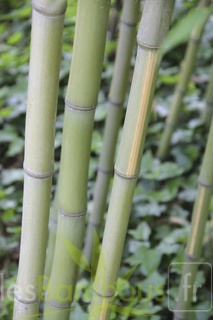Phyllostachys aurea flavescens inversa chaume2
