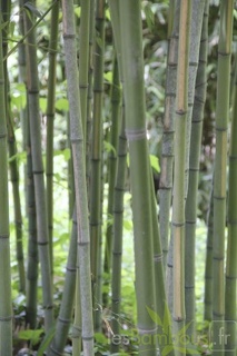 Phyllostachys aurea flavescens inversa chaume3