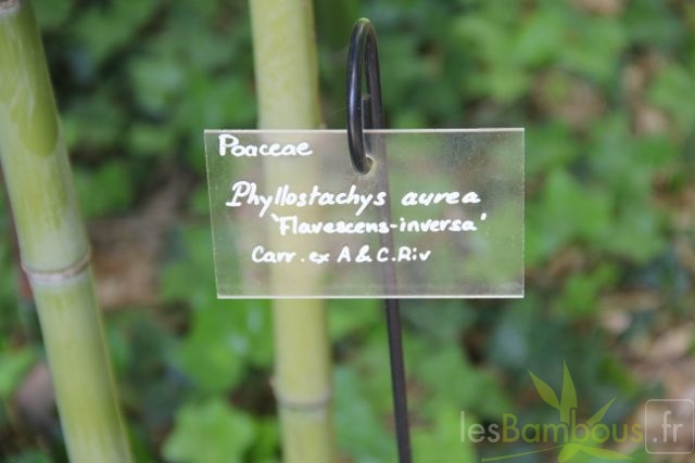 Phyllostachys aurea flavescens inversa p