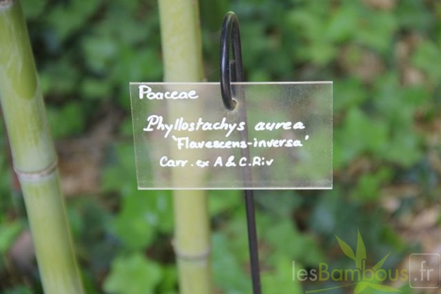 Phyllostachys_aurea_flavescens_inversa_p.jpg