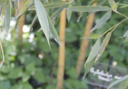 Phyllostachys aurea kansai 02 (419 visits) Phyllostachys aurea kansai 02
