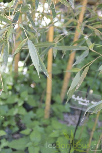 Phyllostachys aurea kansai 02