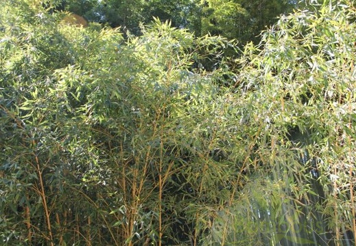 Phyllostachys aurea kansai 04 (420 visits) Phyllostachys aurea kansai 04
