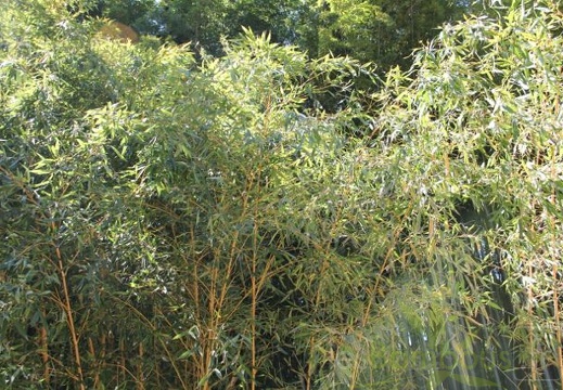 Phyllostachys aurea kansai 04