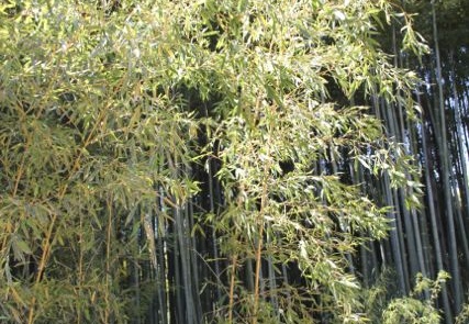 Phyllostachys aurea kansai 05 (421 visits) Phyllostachys aurea kansai 05