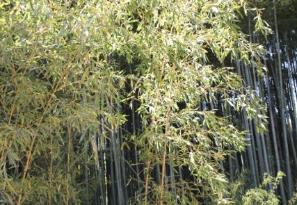 Phyllostachys aurea kansai 05