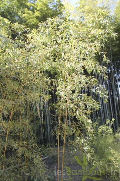 Phyllostachys aurea kansai 05