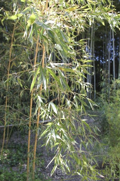 Phyllostachys aurea kansai 06