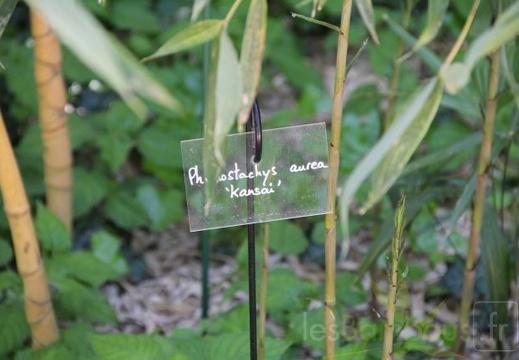 Phyllostachys aurea kansai 08