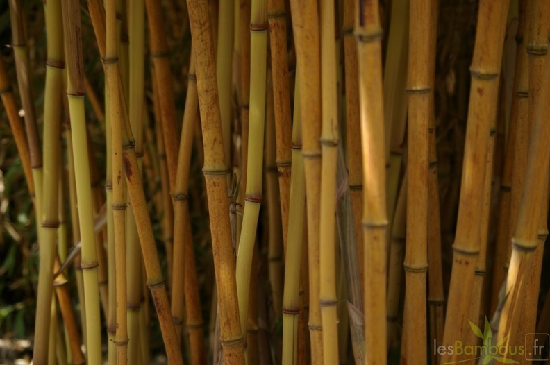 3_phyllostachys_aureosulcata_aureocaulis.jpg