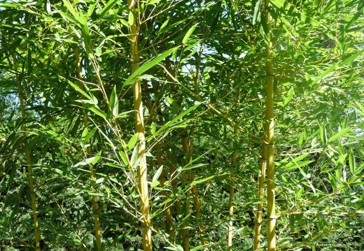 Phyllostachys aureosulcata Harbin-inversa 041