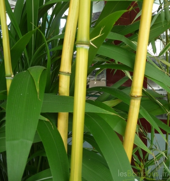 Phyllostachys aureosulcata Harbin-inversa 094