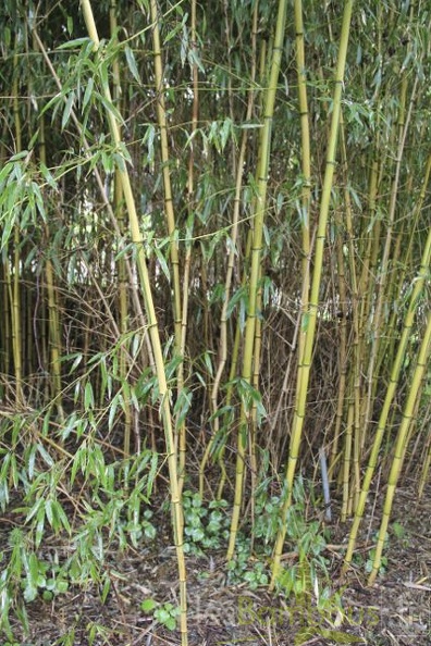 Phyllostachys aureosulcata lama temple 2969
