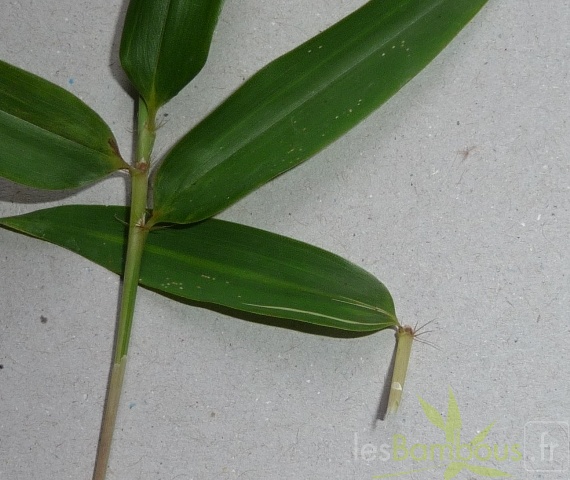 spectabilis.ligule.foliaire.cils.saturnin.jpg