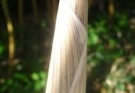 spectabilis.turion 556 (477 visits) spectabilis.turion 556