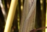 spectabilis.turion 557 (468 visits) spectabilis.turion 557