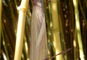 spectabilis.turion 558 (479 visits) spectabilis.turion 558