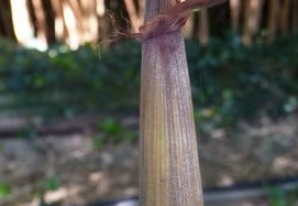 spectabilis.turion 561 (450 visits) spectabilis.turion 561