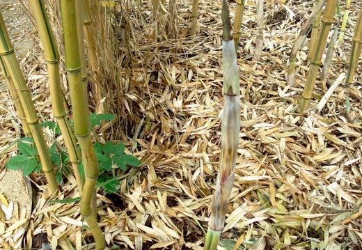 zigzag.spectabilis.9723 (550 visits) zigzag.spectabilis.9723