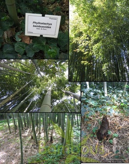 bambusoides