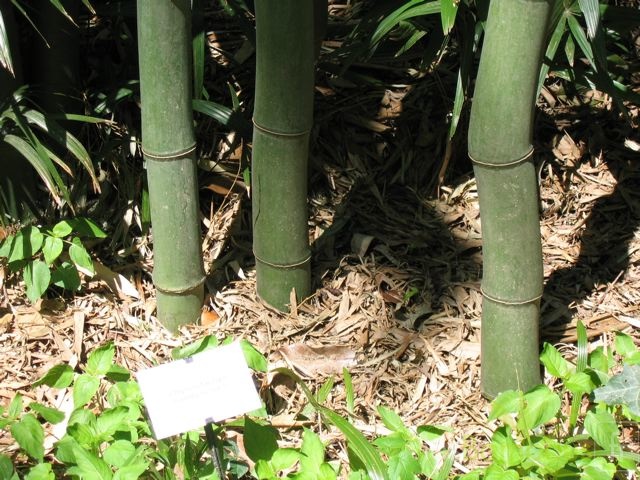 phyllostachys.bambusoides 0553