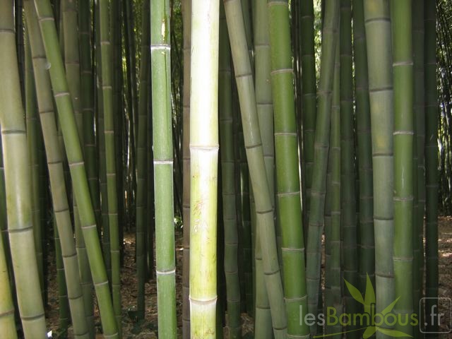 phyllostachys.bambusoides 3677
