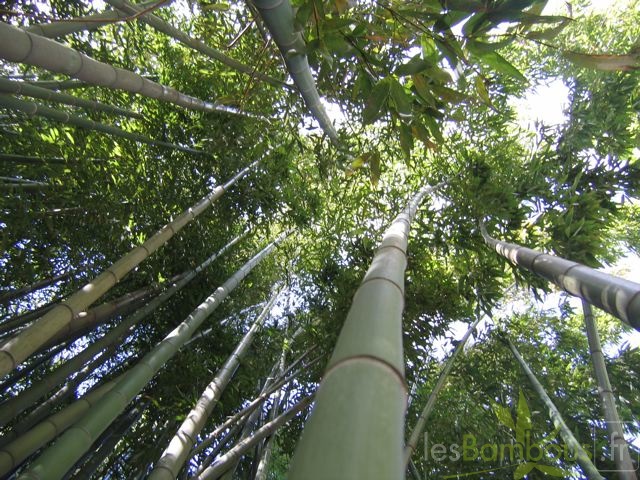 phyllostachys.bambusoides 3679