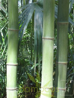 phyllostachys.bambusoides 555